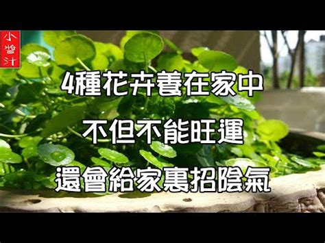 福祿桐功效|福祿桐風水解析：迎接健康與繁榮